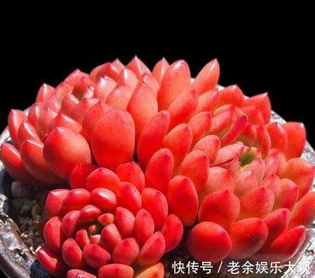 养盆多肉红宝石,不仅生长快易群生,更容易逆袭长成肉墩子!