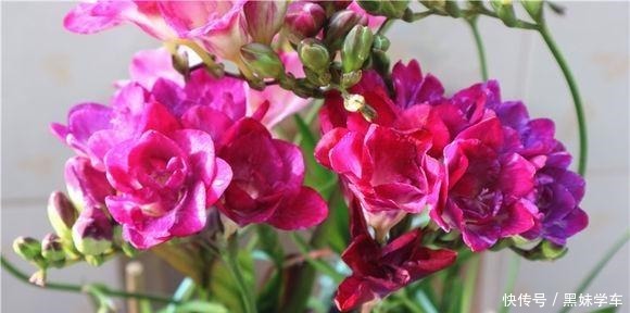 “天价”的兰花,比不上这种“土兰花”,香气飘十里,七仙女下凡!