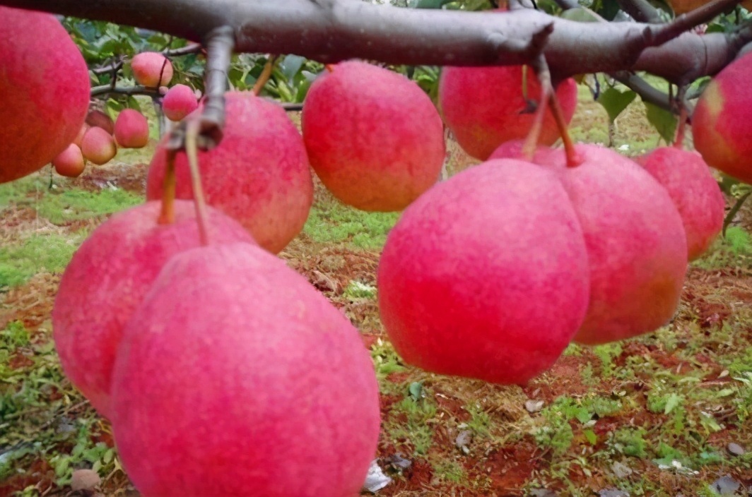 健康长寿|每天坚持吃3种食物,排毒养颜,滋润肌肤,好处多多!