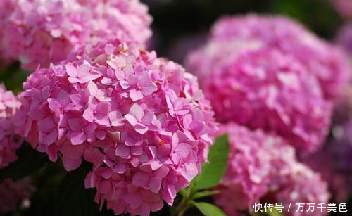 无尽|养绣球花却不会调色?你算是白养了!无尽夏调色攻略