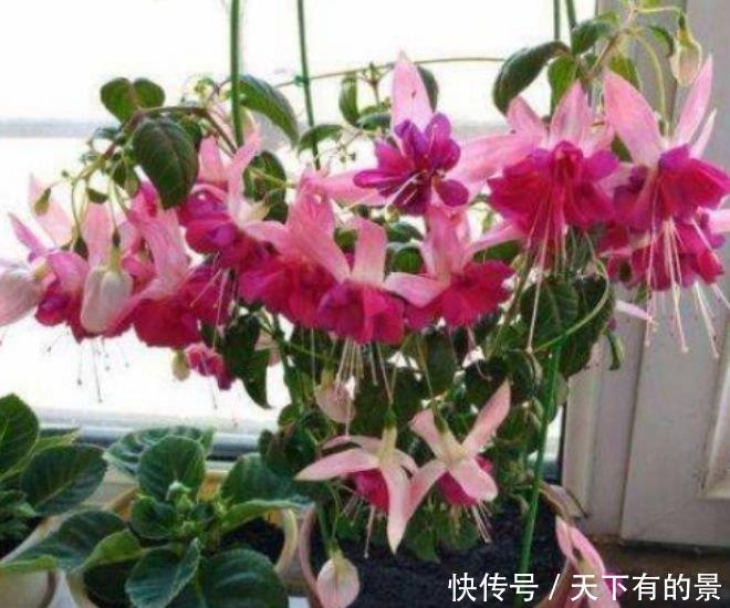 阳台就养3种花,越热花开越多,开花就爆盆,不易生病好养护