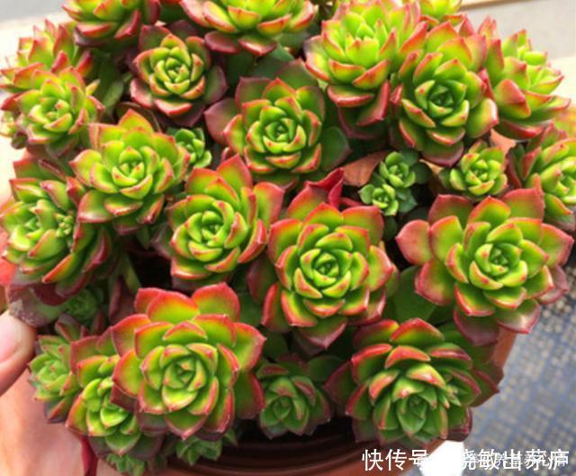 6种皮实好养的多肉,冬天阳光一照叶色鲜红鲜红的