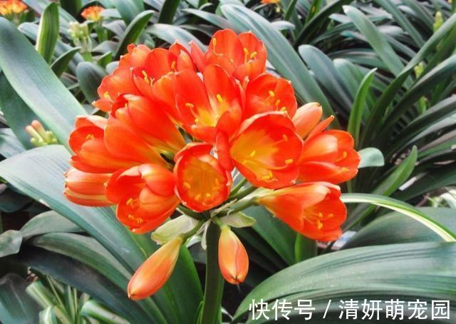 新手|君子兰有“6怕”,难怪总是养不好,新手规避