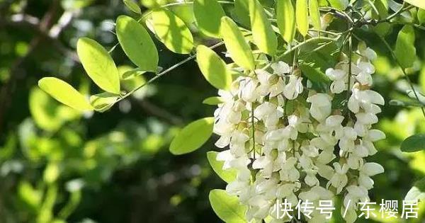 野菜|蒲公英、香椿、榆树钱、白蒿,一种野菜治一种病,了解一下