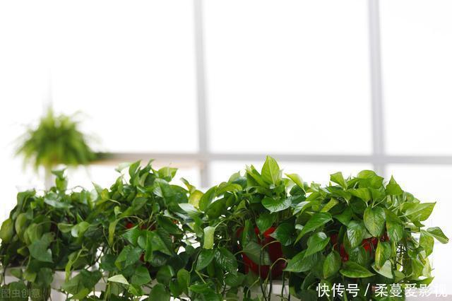 绿萝叶子黄了怎么办?需要学会3点养护方法