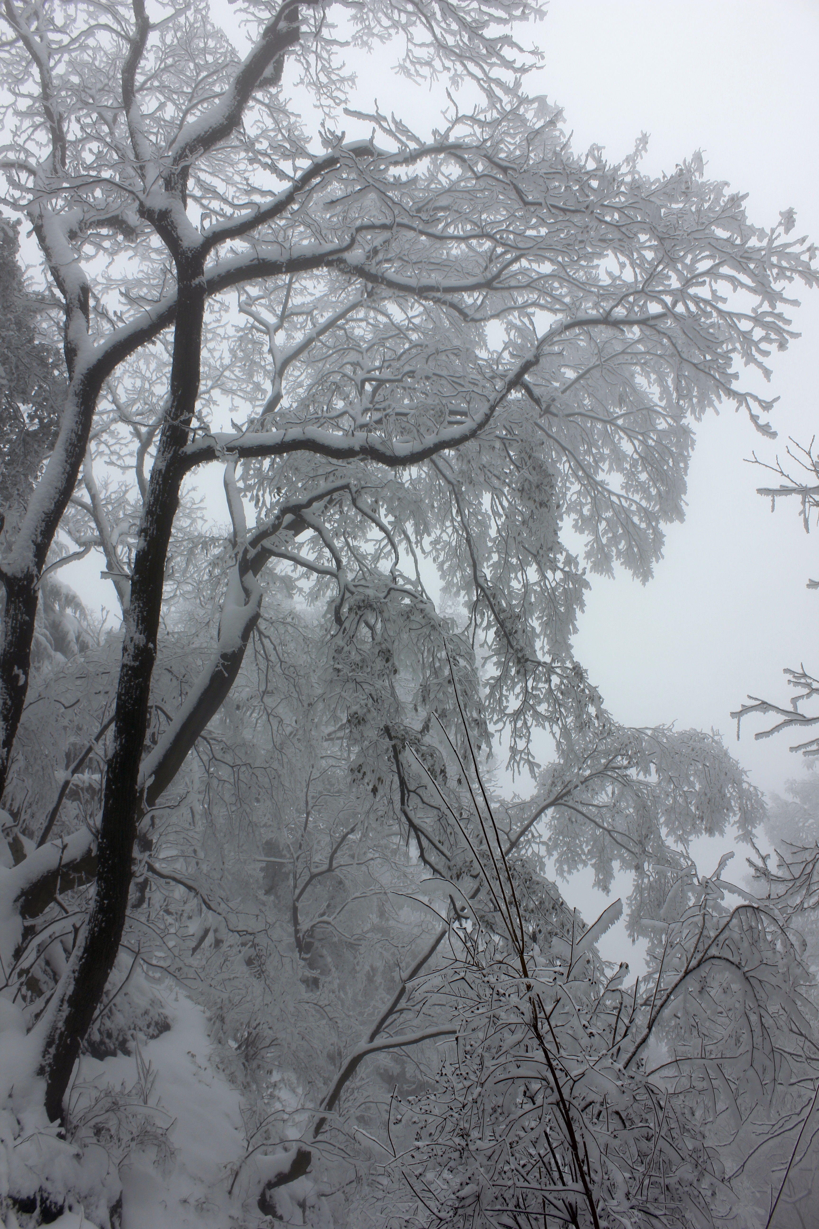 征集|【年末福利征集】雪后南五台幸遇云海