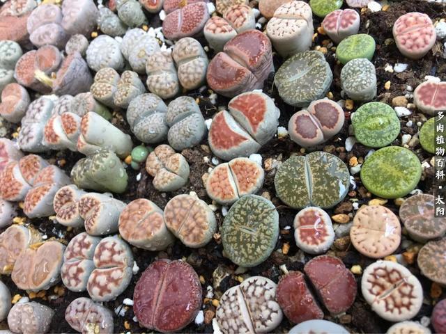 会开花的“石头”番杏科多肉植物“生石花”的养护心得！