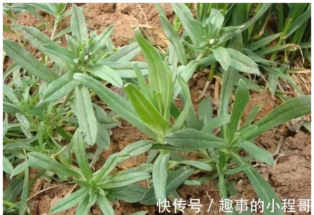 草本植物|农村7种野菜,在南方冬季可以采挖来吃,你都吃过几种?不要错过