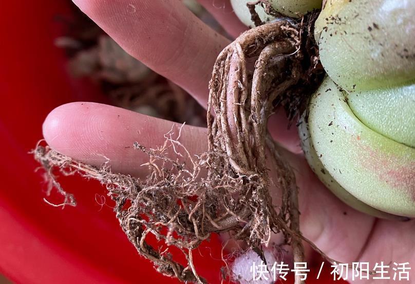 诀窍|养多肉，若想茎叶肥美，速成老桩，该掌握哪些诀窍？