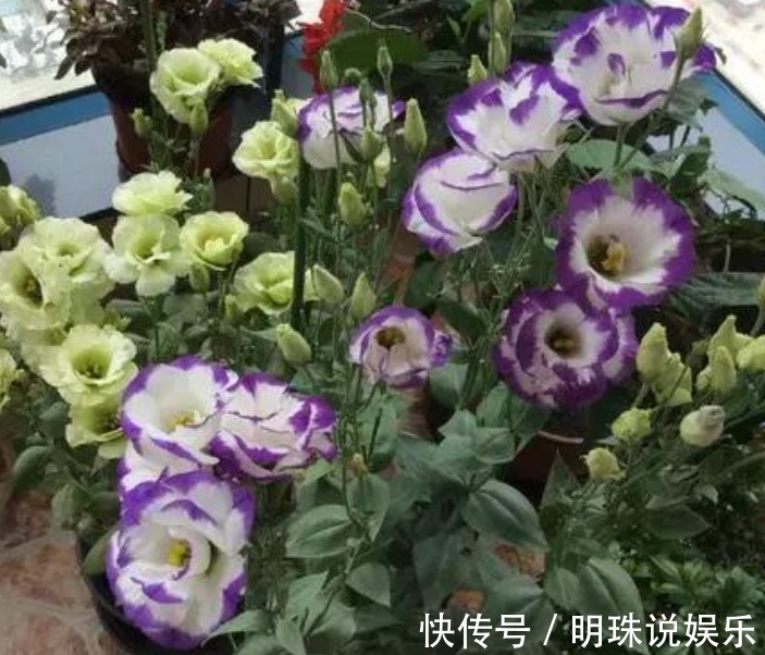 3种花,花朵硕大、花期长,养在客厅正合适,人见人爱!