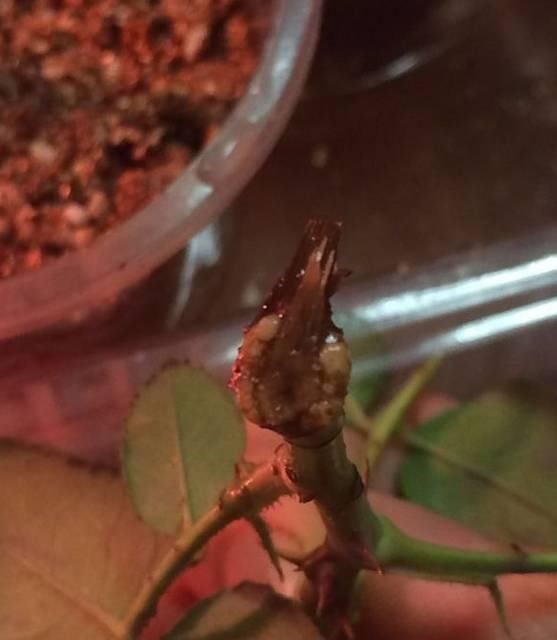 学会这种扦插法，2周生根，插什么活什么，太简单了！