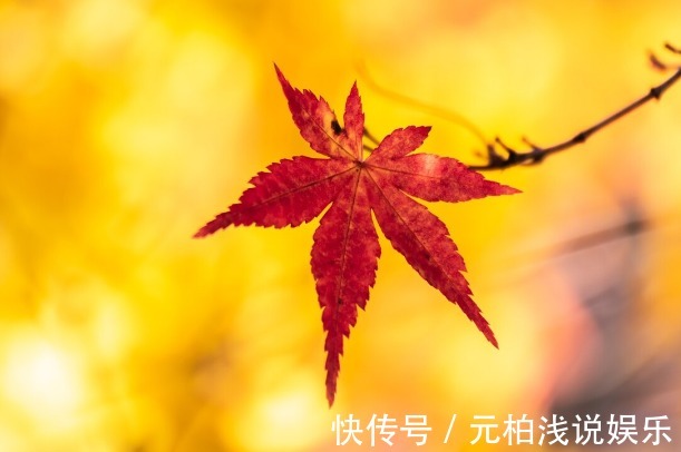 院子里有空地要种三种树,没空地挤挤也要种,寓意深远