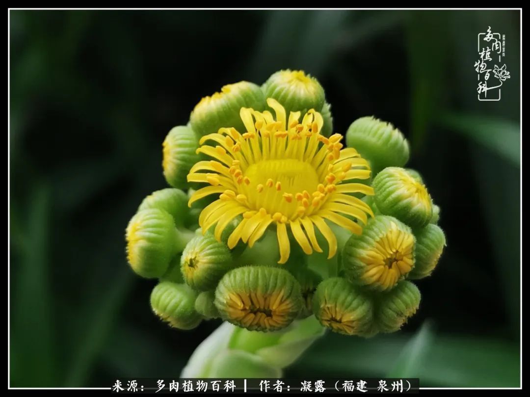 喜欢养肉,喜欢赏肉,更喜欢拍,如此怎能不掉肉坑