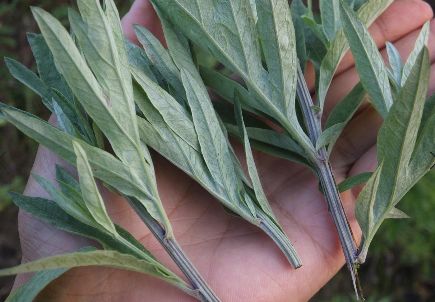 化学成分|艾叶煮鸡蛋可以防胃癌吗看看医生怎么说