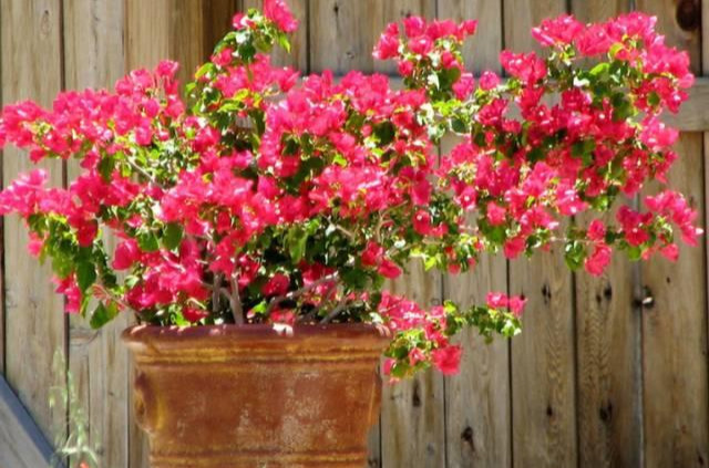 盆景|三角梅养成盆景又美又飒,爬成花墙热情浪漫,爆花成球秘诀在这