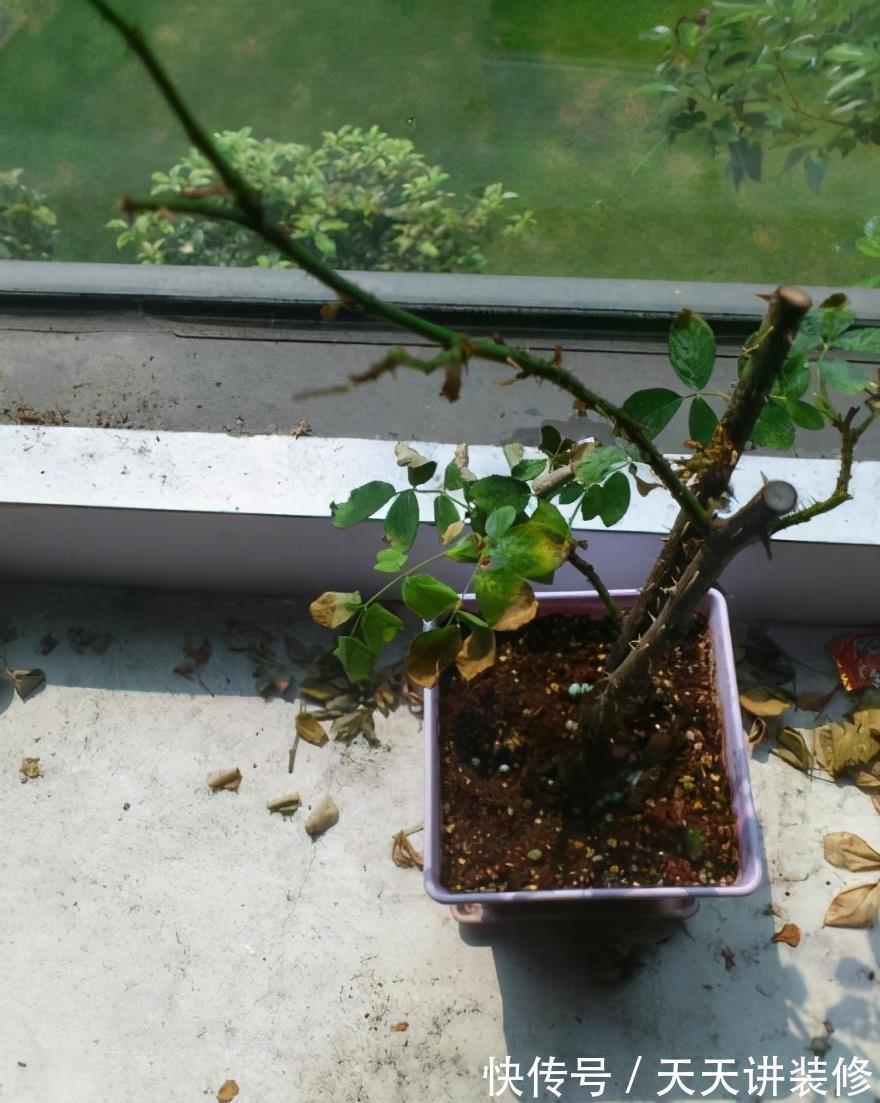 叶子|消灭月季“光杆”正当时，用对方法，15天新叶满满