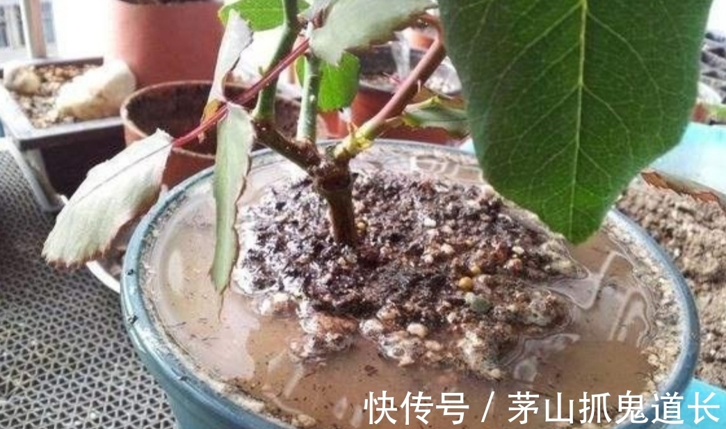 花卉换盆,让很多人忽视的“3个小细节”,处理不好,后期出问题