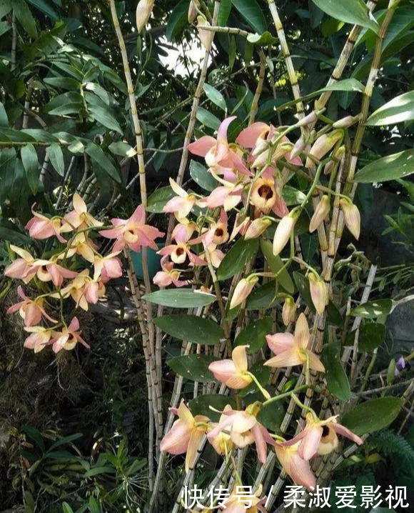 门前石头上长了一丛草,朋友出1000元来买,开起花来真漂亮!