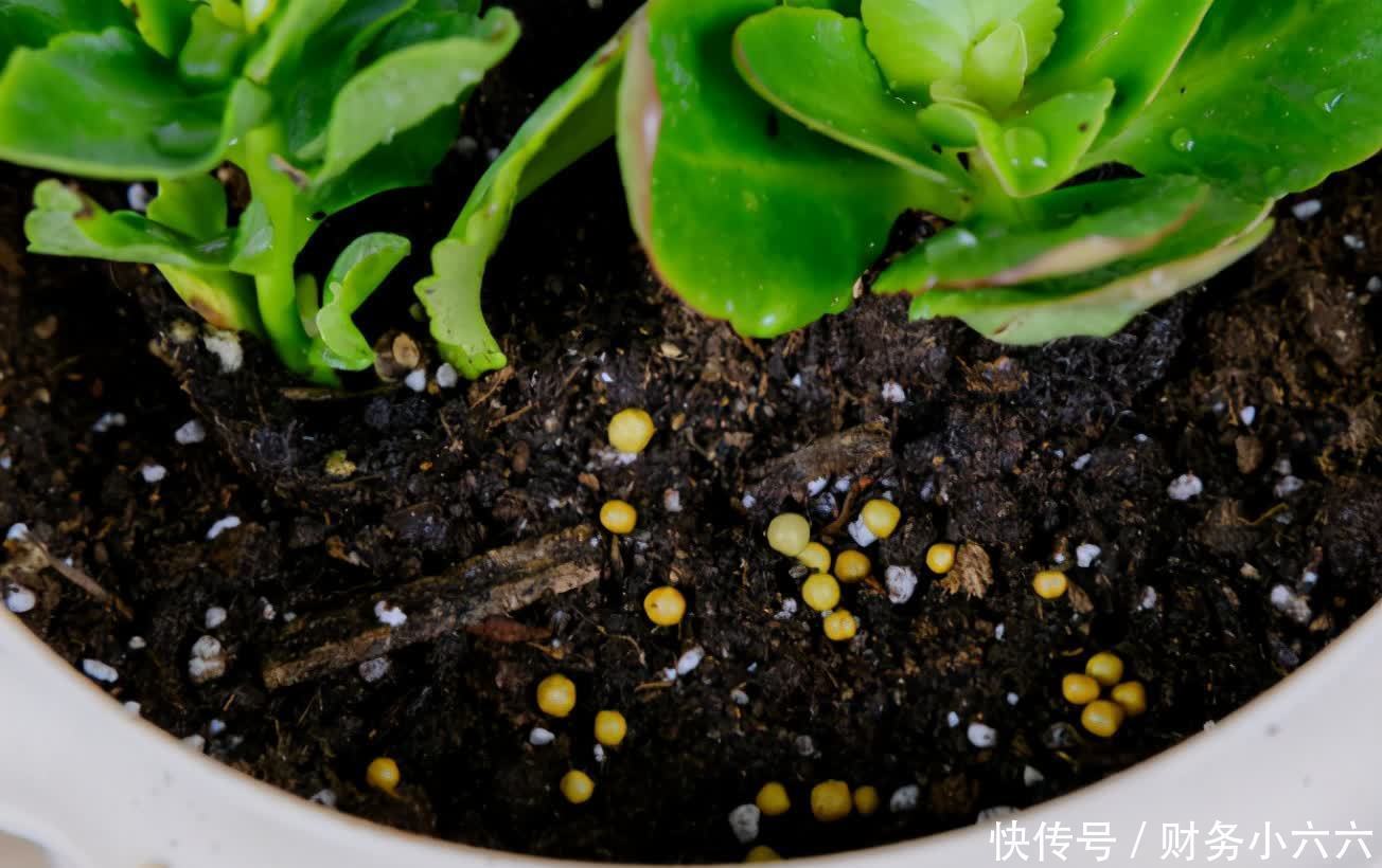 盆栽|养花施肥有技巧,不想烧根、烧叶或没效果,先在这学学吧