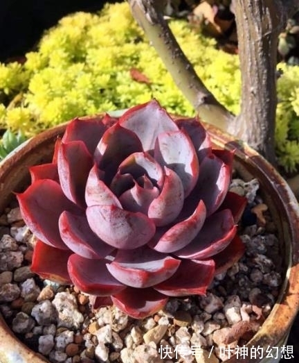 养了3年的多肉赫拉,颜色鲜红贵气逼人,轻松养成群生小老桩