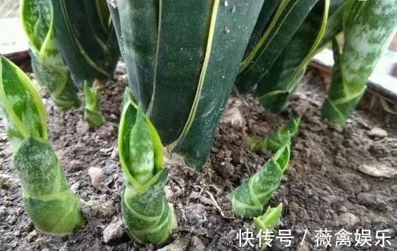 虎尾兰盆里加点2种“液体”，新芽不断，叶子挺拔，开花特香！