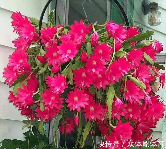 养花不用花钱，这3种花简单“扦插”，没几天就生根发芽，爱开花！