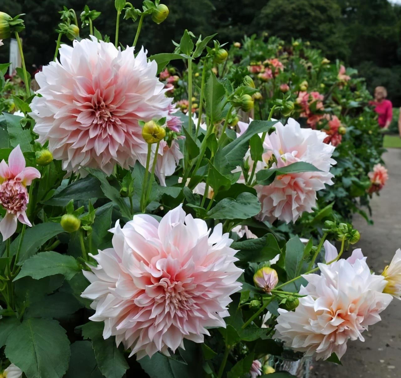 大花|花朵碗口大,喜欢看大花的别错过