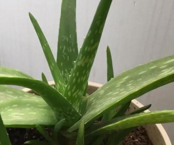 家里只养4种健康花,食用美化环境两不误