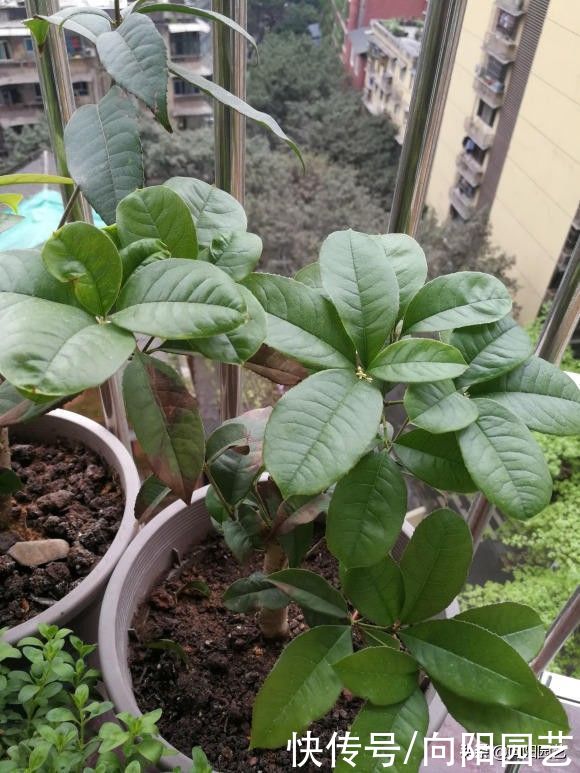 春天养花，3个“术语”要知道，各有妙用，养花一定能用上