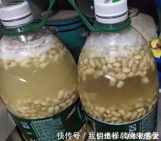 君子兰|用2个方法,将黄豆处理一下,就是“花卉氮肥”,养啥都旺!