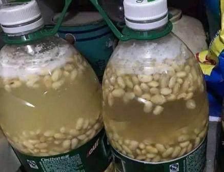 养君子兰、吊兰，就要自制营养土！叶子油绿开花快