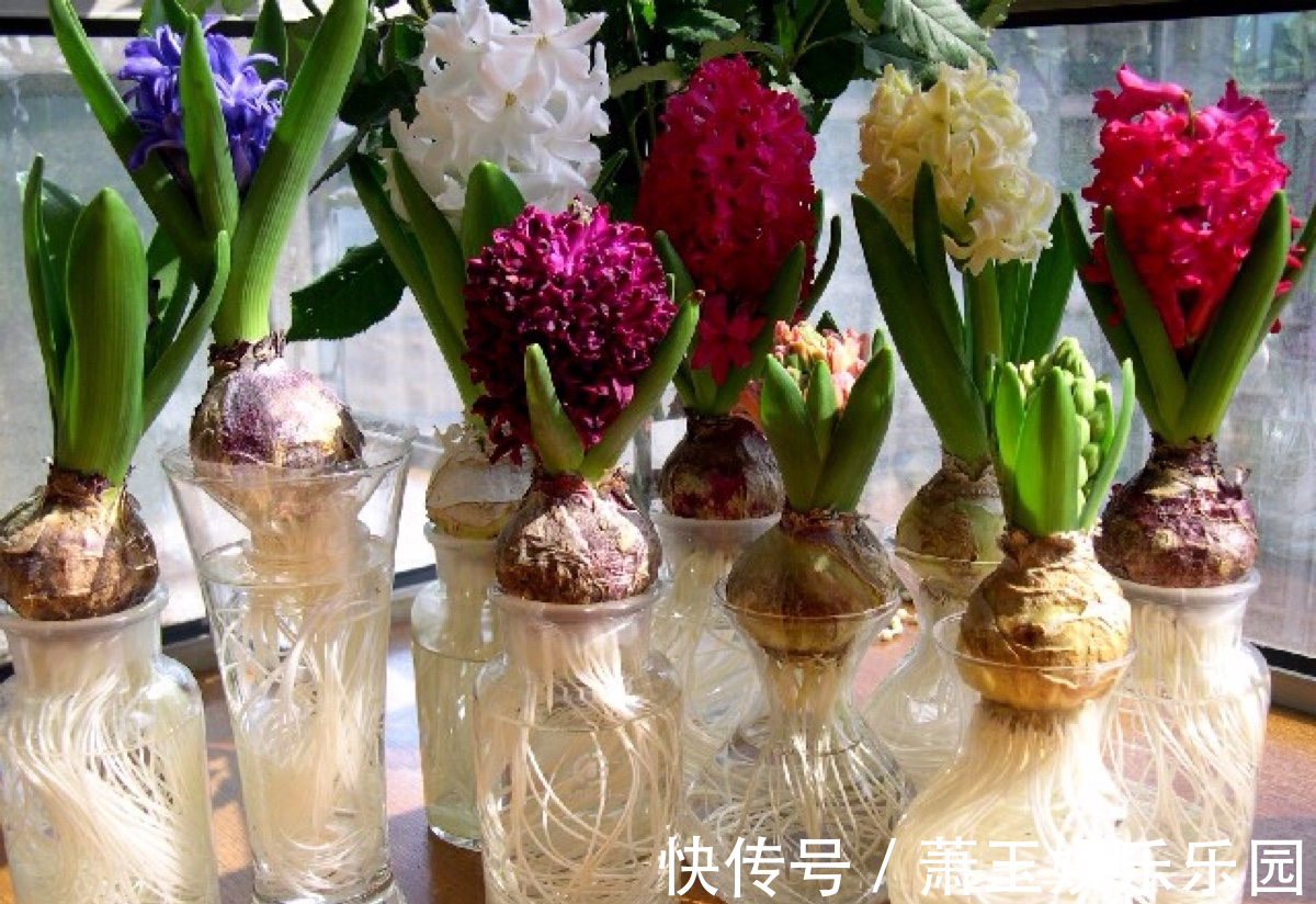 客厅别养“10种花”,虽然很漂亮,却是不利于健康的“危险花”