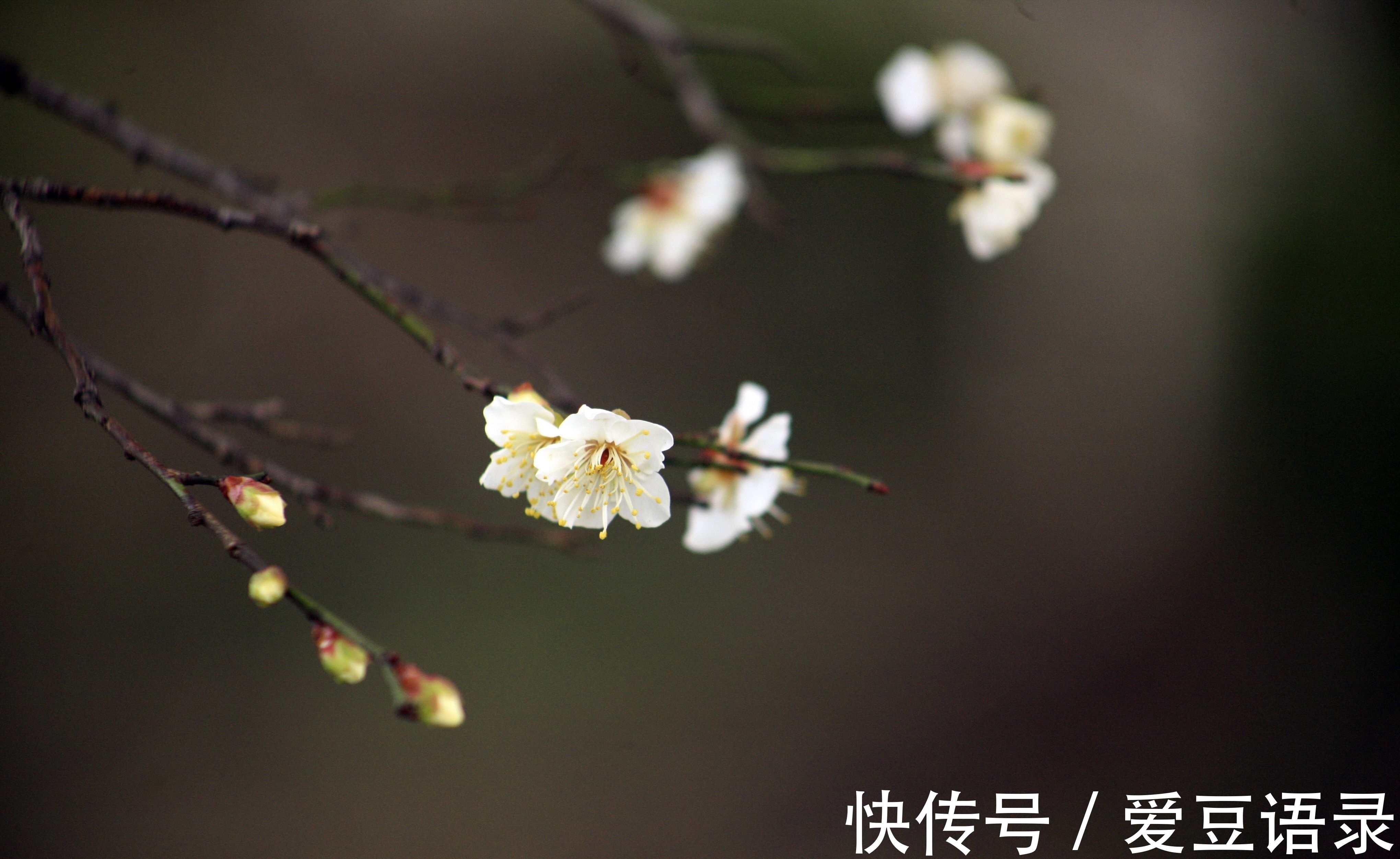 梅花#寒冬早梅诗四首,一树寒梅白玉条,疑是经冬雪未销