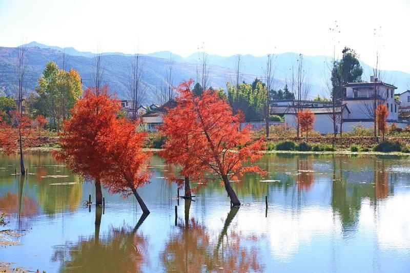 持自然湿地与人工湿|醉，是那一抹红！