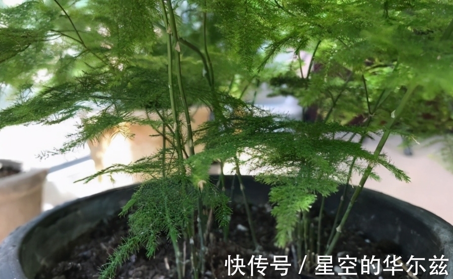 盆栽|文竹有“3爱3怕”,12月盆栽落实到位,枝叶翠绿粗壮