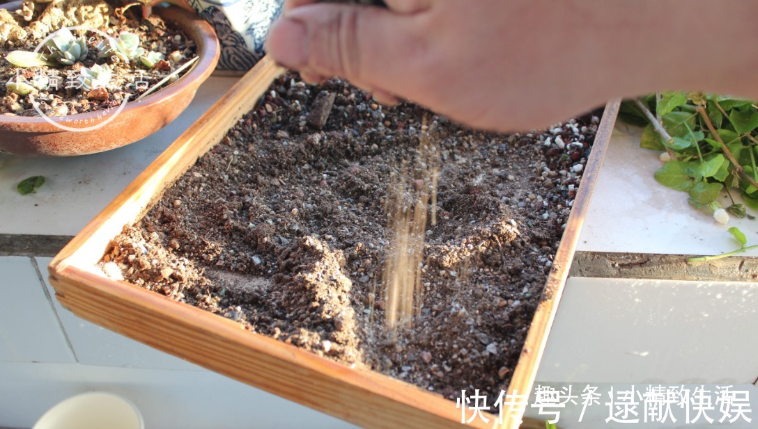 多肉上盆，用“干土”还是“潮土”，分2种情况，1张图看清楚