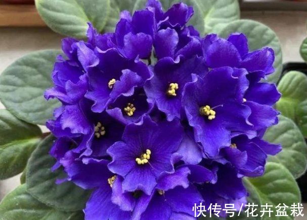 4种花不用买，摘片叶子就能扦插繁殖，适合新手