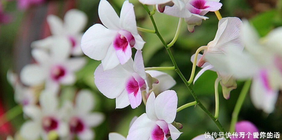 兰花|这三种兰花真该养,花朵造型清雅漂亮,还很容易开满盆!