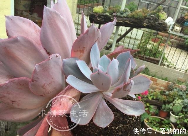 他用水缸养多肉,2年养出巨无霸晚霞,肉友纷纷表示头一次见!