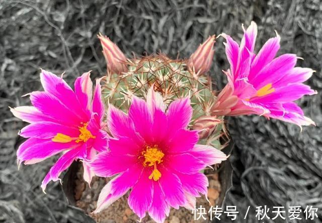 仙人球开花，真的“美翻了”，看一眼就会爱上它