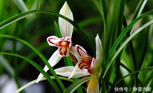 买到裸根带花的兰花苗,1步操作必须做,不然延缓生长,甚至枯死