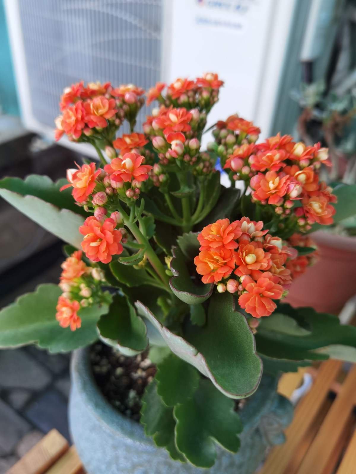修剪|养长寿花，抓住最后的打顶时机，再晚今年不开花