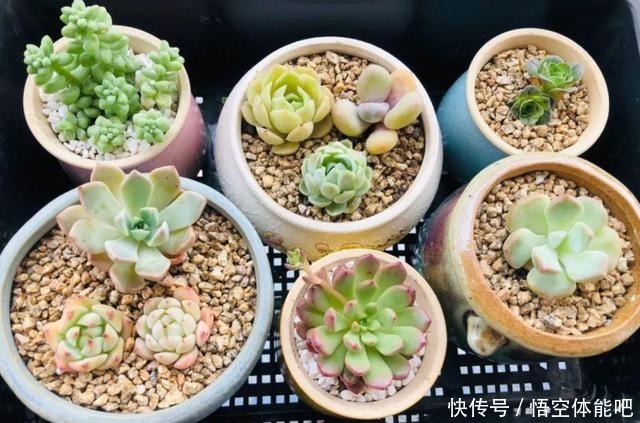 花一变这样，就是休眠了，赶紧换个地方养！花一变这样，就是休眠了，赶紧换个地方养！