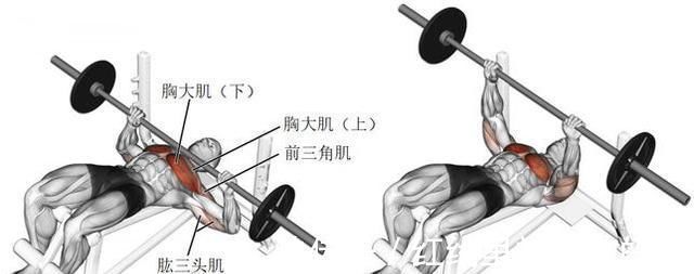 肩胛骨|几个卧推的小贴士,提升感受度,让训练效果更佳