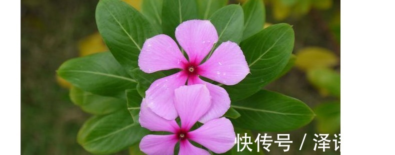 夏季就养以下6种花,越热越疯长,越晒越开花,给点水就爆盆了