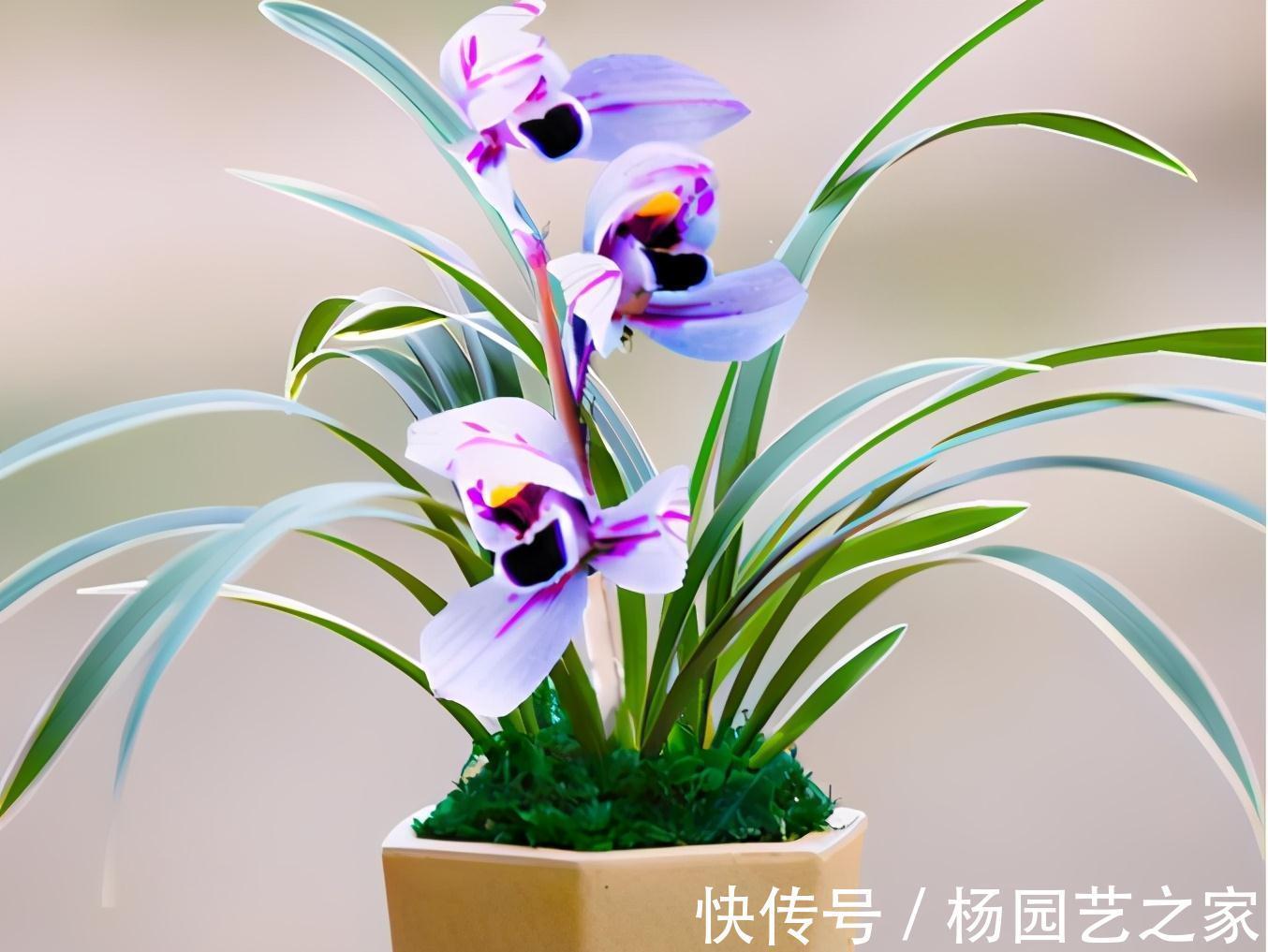 被誉为是香花之王的紫月荷,花色高贵,兰香醇正,适合新手