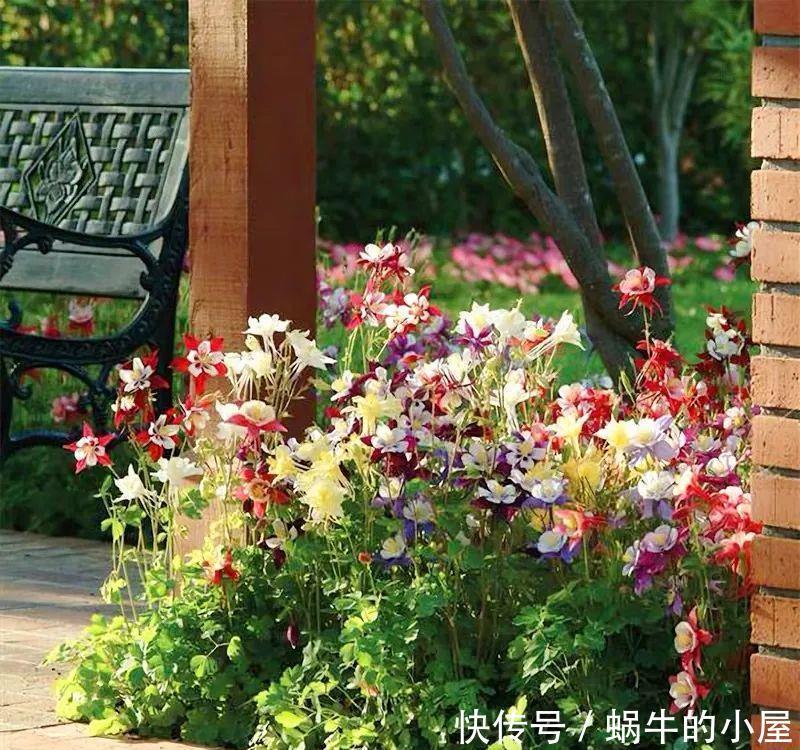 名字土掉渣、开花却很漂亮的8种花,你家养过几种?