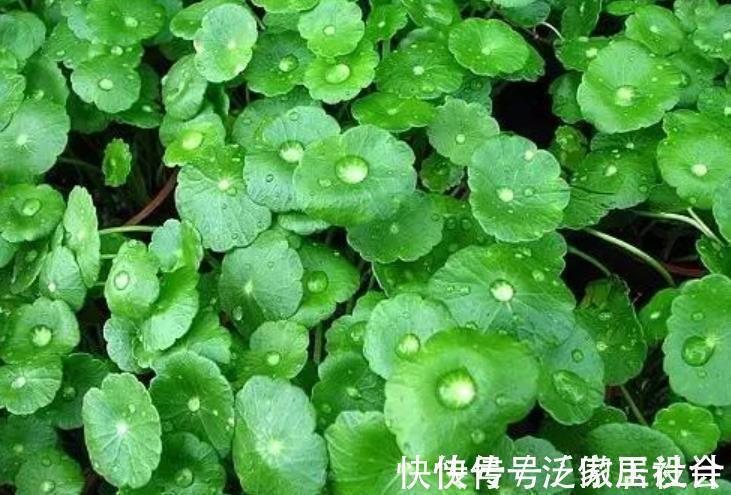 5种花卉自“带钱”，寓意美好招财进宝，有钱人家都会养几盆