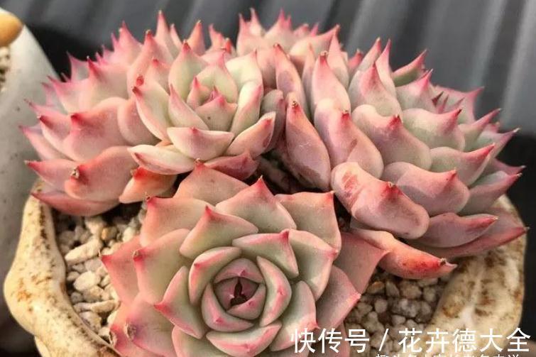 在找有颜值又好养，还容易养成捧花状的多肉？那就是粉色提示了！