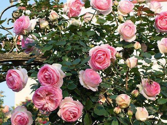 喜欢菊花,不如养盆“开花机器”甜蜜马车,生机勃勃,清秀雅致